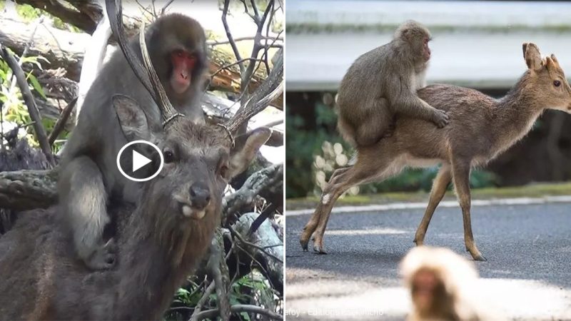 The Reason Why Japanese Monkeys Have Been Observed Riding Deer Is Quite Surprising