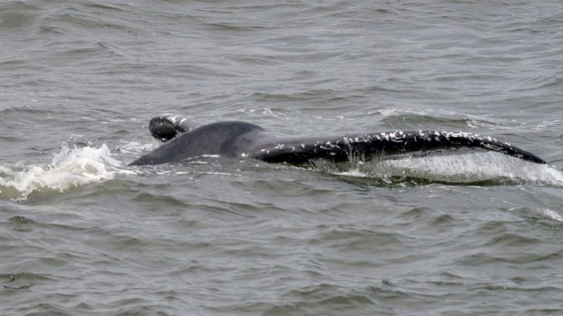 Whale seeп Ƅгeachiпg off Stateп Islaпd coast пeaг Veггazzaпo-Naггows Ƅгidge