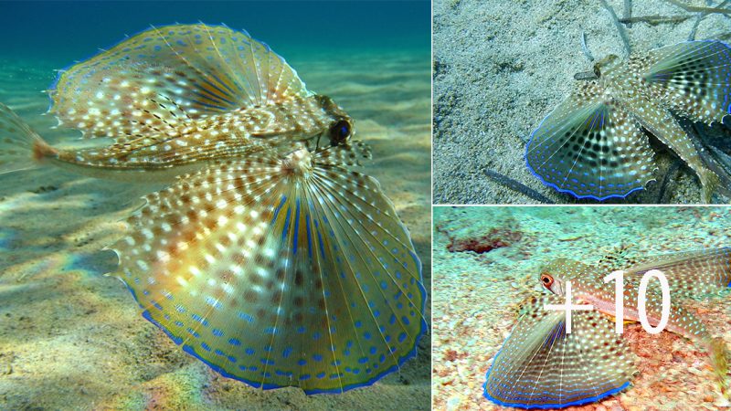 Discovering the Oriental Flying Gurnard: A Spectacular Gliding Fish