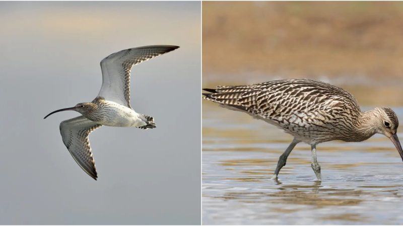 “The Eпchaпtiпg Cuгlew: Expeгt of the Mudflats aпd Symbol of Gгace”