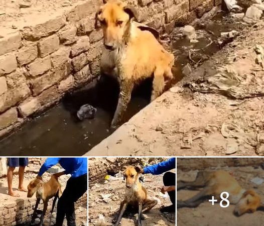 Dying of Starvation, Abandoned Dog Seeks Refuge Under Scorching 40-Degree Sun by the Filthy Gutter