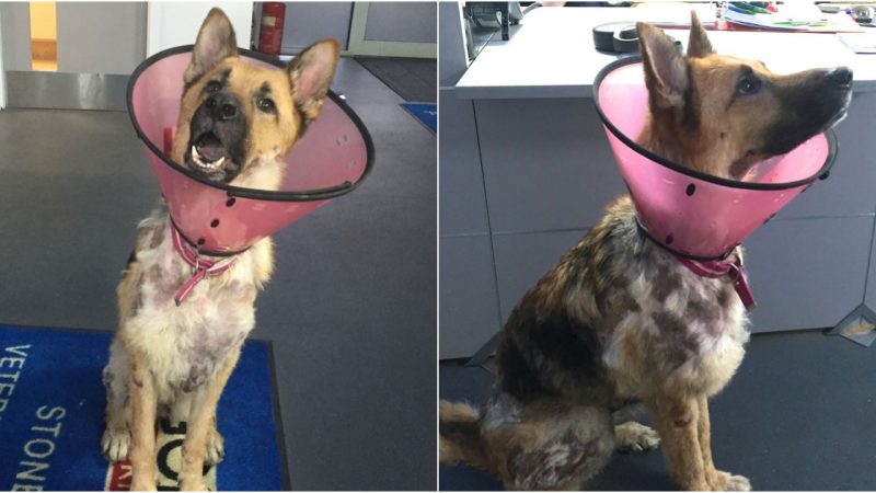 Tragic Abuse Robs Happy, Gentle, and Intelligent Dogs of Their Beauty