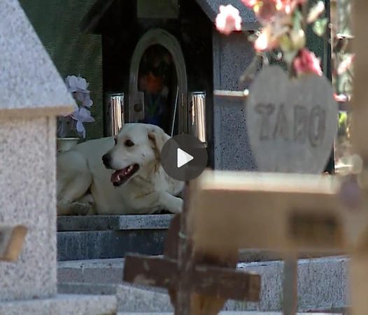 Heartwarming Viral Phenomenon: “Unforgettable Dog’s Reaction to Denied Treat” Amasses 200 Million Views Online