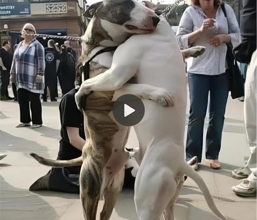 A Touching Homecoming After 7 Years Apart Demonstrates the Indestructible Bond Between Two Canine Companions