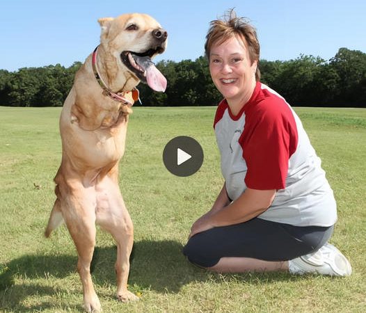 Surmounting Hardship: The Incredible Story of a Bipodal Dog and the Owner’s Inspiring Dedication