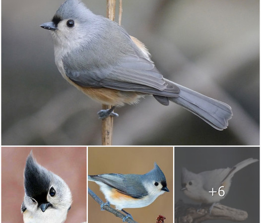 Tufted Titmice: Small yet Tough Acrobats