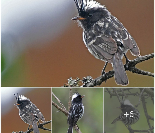 Elegance in Stripes: The Enigmatic Black-Crested Tit-Tyrant