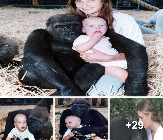 Touching Reunion: Gorilla Recognizes Human Companion After 15 Years of Separation