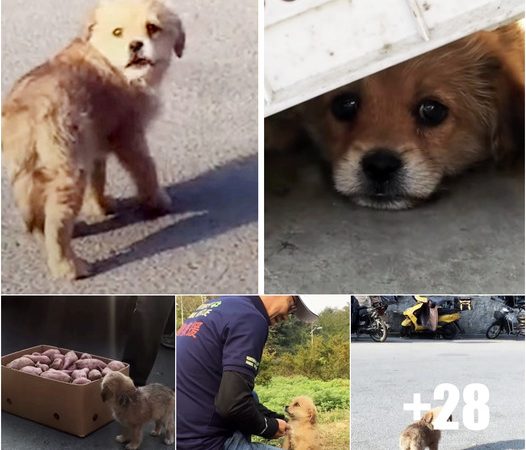 Stray Dog Roams Through Market, Hoping for a Rescuer