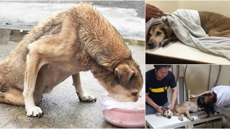 Touched by Hope: Determined Paralyzed Dog Crawls and Cries for Food from a Compassionate Stranger