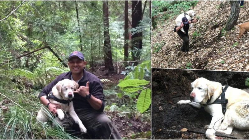 Reunion Triumph: Sage, the Blind Canine, Finds Way Back to Owners Following a Week-long Wilderness Expedition