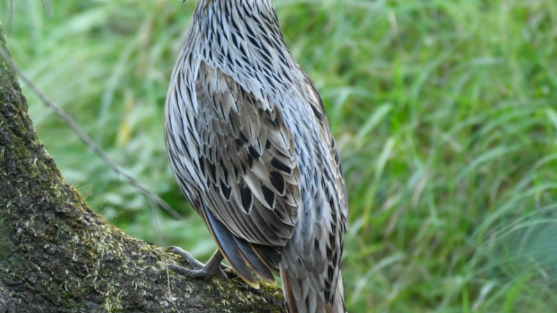 Exploring the Koklass Pheasant: A Timid Bird with Spectacular Silver Plumes and Rabbit-Like Behavior