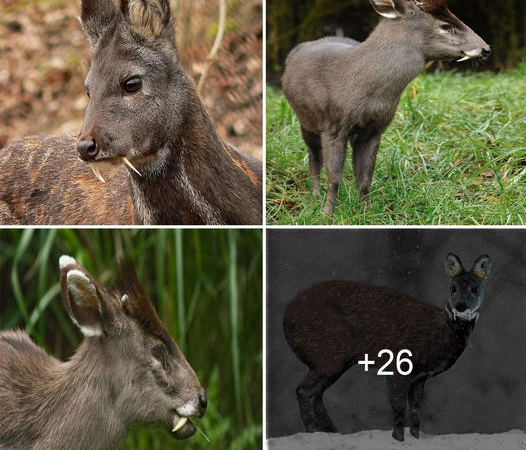 The Remarkable Existence of Deer with Endearing Vampire Fangs”