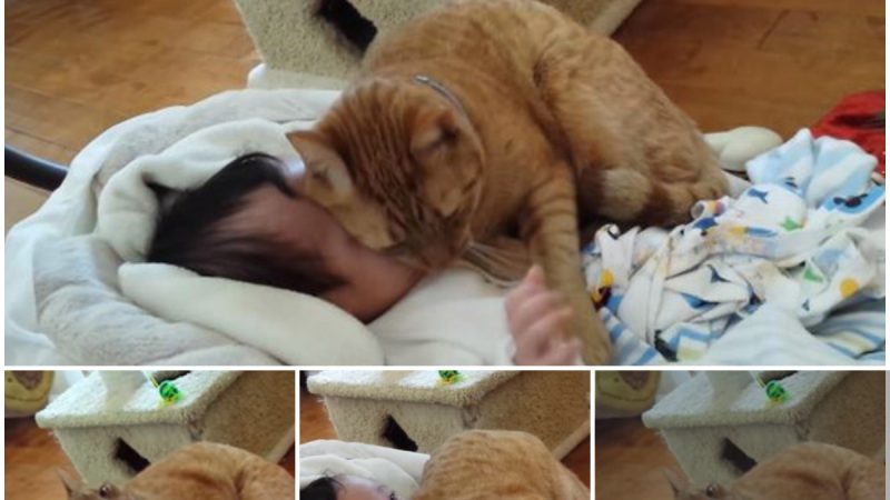 Whiskers and Giggles: Heartwarming Video of a Cat Bonding with a Baby