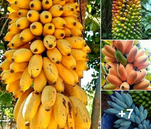 Exploring the Marvels of the Banana Tree: Nature’s Bounty Unveiled