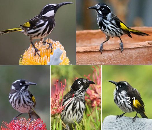 Marveling at the Exquisite Beauty of the New Holland Honeyeater: A Masterpiece in Nature’s Tapestry