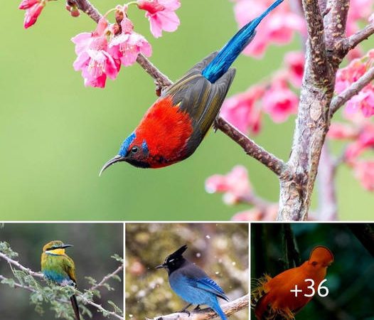 A Riot of Color: Birds Illuminate the Skies with Their Splendid Plumage