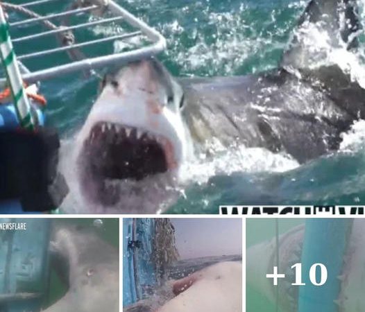 Heart-Stopping Moment: Great White Shark Launches Terrifying Attack on Diving Cage as Crew Watches in Awe