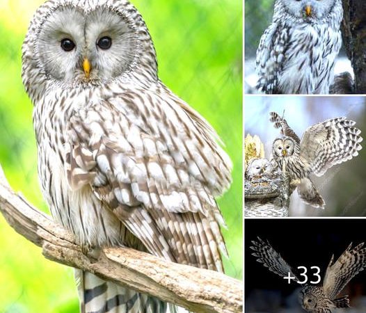 The Enigmatic Chuckle of the Ural Owl: Forest’s Mysterious Melody