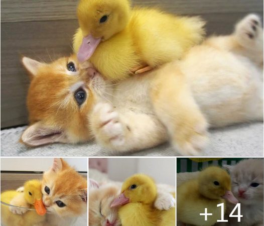 Kitten Hugs Little Duck Tightly: A Heartwarming Tale of Unexpected Friendship