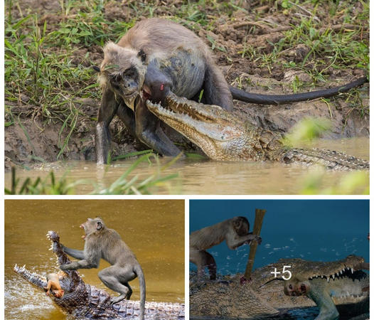 Incredible Show of Unity: Baboons Rally to Save Fellow Primate from Crocodile Attack