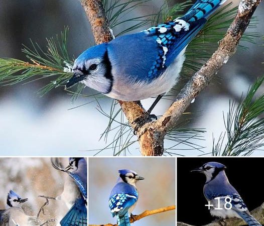 Unveiling the Blue Jay: Nature’s Mischievous Maestro