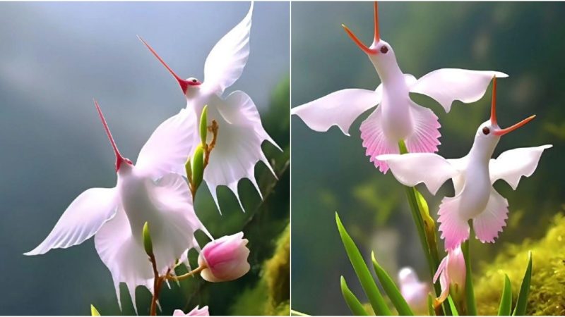 Egret Blossom: A Delicate Orchid Mimicking Elegant Avian Beauty.