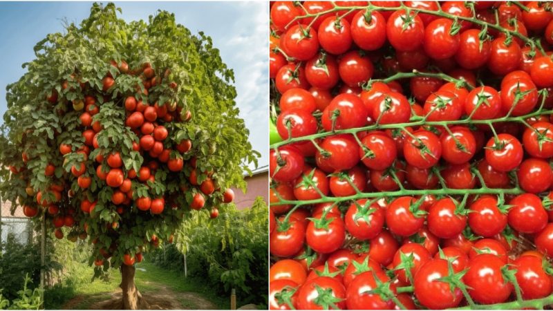 Impressive Harvest of Tomato Plants That Will Leave You in Awe: Bountiful Fruits Galore