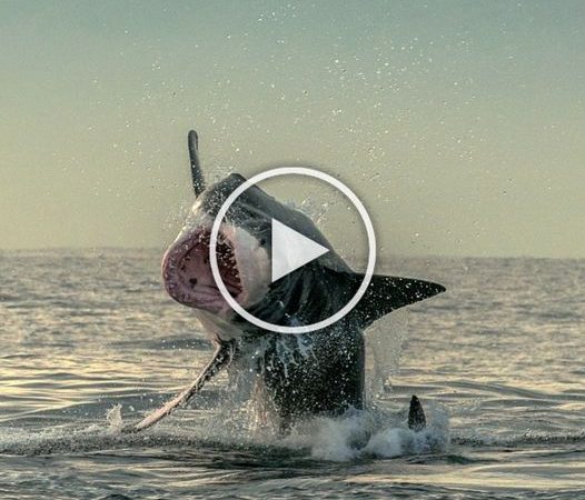 Incredible Escape: Plucky Seal Evades Great White Shark’s Jaws in Heart-Stopping Moment