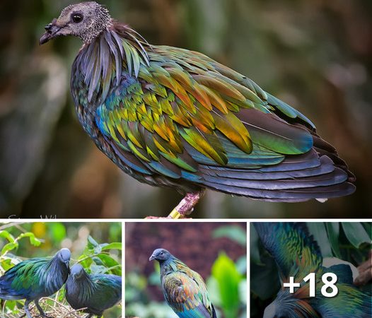 Exploring the Exquisite Characteristics of the Vivid and Mesmerizing Nicobar Pigeon