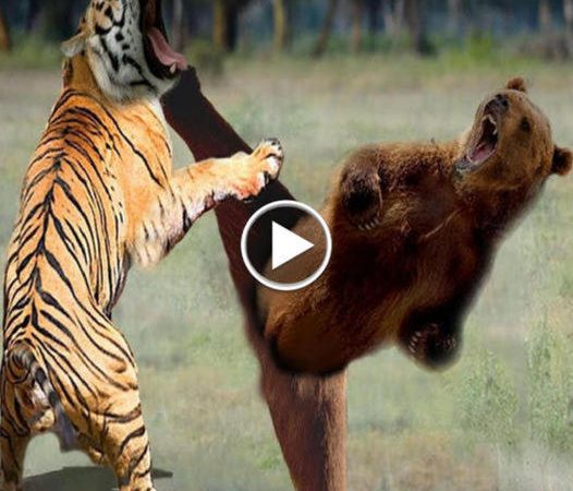 A Mother’s Courage: When a Bear Stood Against the Bengal Tiger to Protect Her Cubs