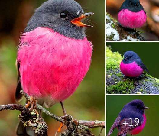 Delight in the Charming Pink Robin: A Heartwarming Avian Treasure