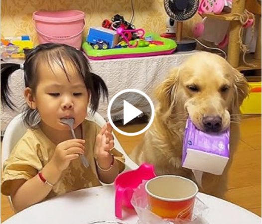 A Heartwarming Tale of Loyalty: The Golden Retriever and His Little Human Sister