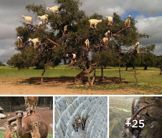 Discover the Unstoppable Climbing Prowess of Goats: 20+ Breathtaking Images and Videos