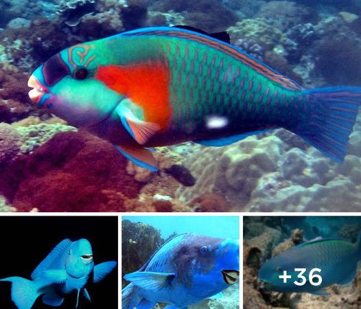 Introduction of Scarus coeruleus to the Atlantic Ocean Leads to the Discovery of the Brilliant Blue Parrotfish