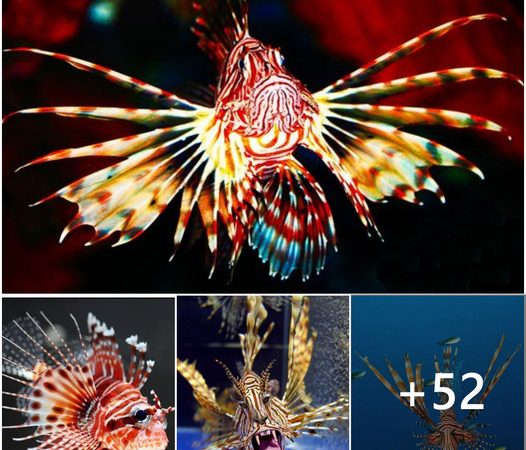 The Lionfish: Gorgeous Yet Menacing – A Dual Nature in the Sea.