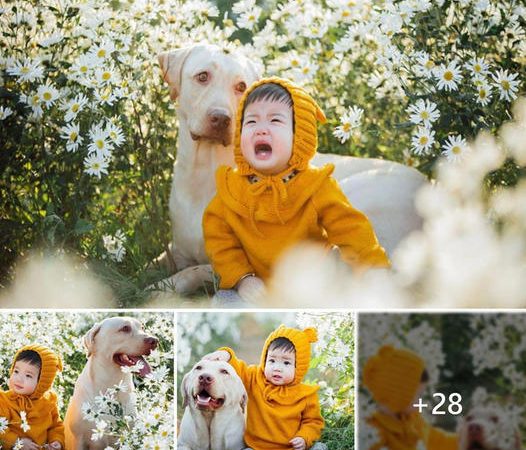 Tranquil Chrysanthemum Oasis: A Heartfelt Connection Between a Darling Baby and His Faithful Dog