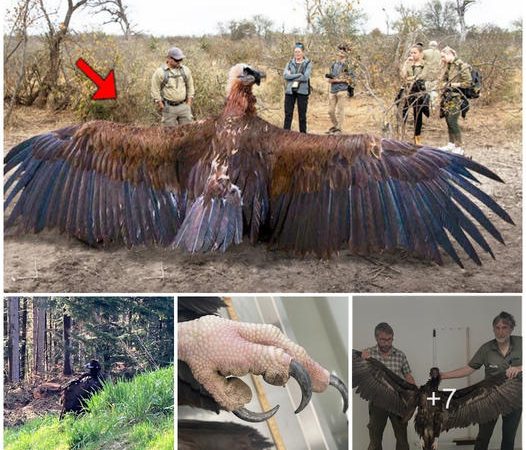 Scientists Successfully Capture Unusual Large Bird with Massive Wingspan