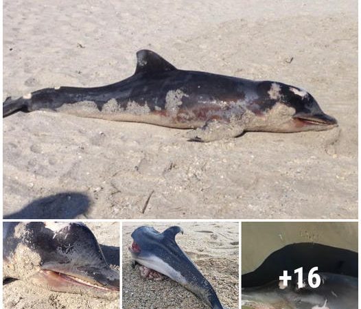 Another Dolphin Dies Due to Pemex Operations in the Sonda – Pago Abierta Investigates