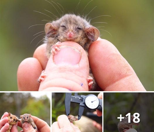 Discovery of a Miniature Marsupial: The Resilient Survivor of the 2020 Australian Bushfires