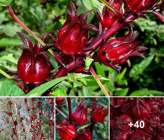 Scarlet Hibiscus (Red Quả Atiso): A Symbol of Natural Splendor and Cultural Significance