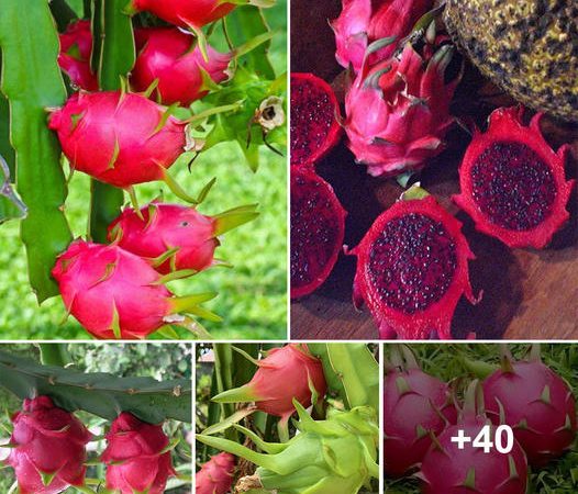 The Enchanting Universe of Dragon Fruit: Exploring an Exotic Tropical Marvel