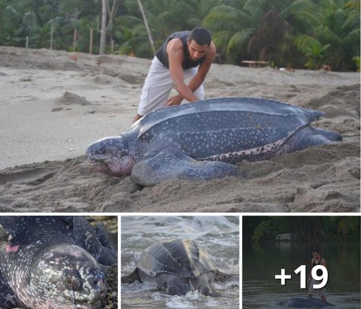 A Remarkable Sea Turtle Rescue in Grande Riviere, Venezuela