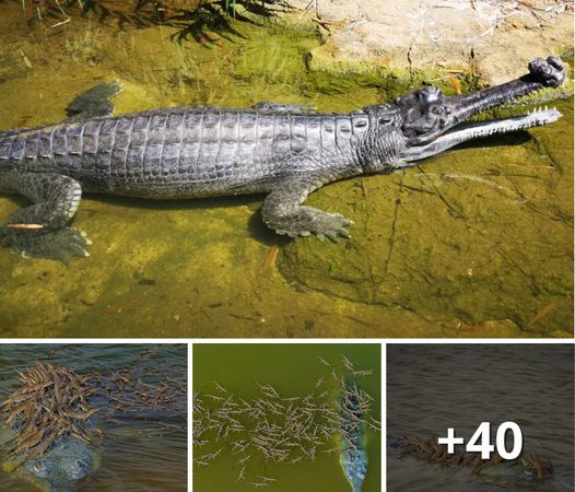 Amazing Sight: Father Crocodile Carrying Over 100 Baby Crocs on His Back, a Remarkable Sign