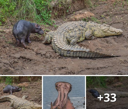 A Real-life Adventure: The Tiny Hippo and the Crocodile