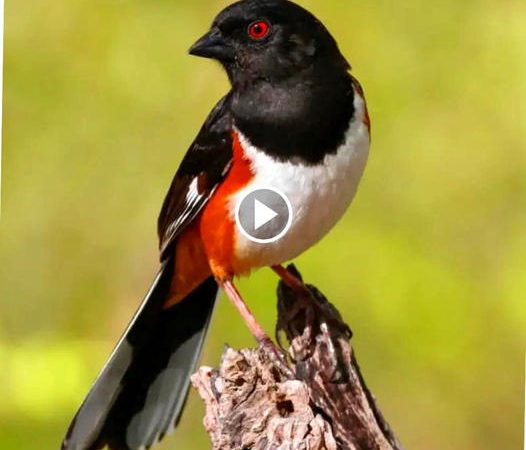 Decoding the Enigmatic Melodies of the Eastern Towhee