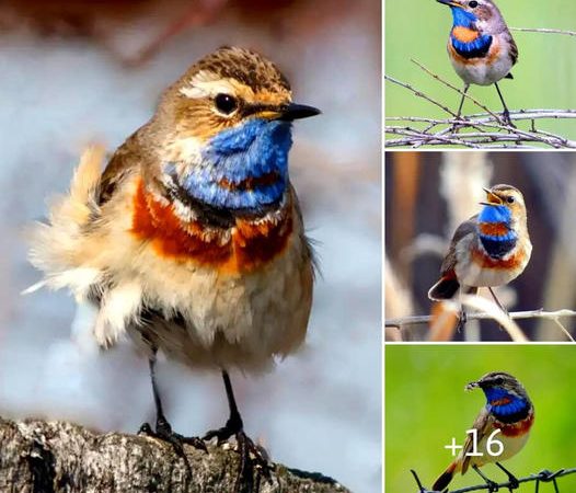 Bluethroat’s Mystique: A Songbird of Delicate Beauty and Eloquent Mimicry