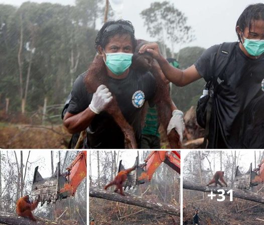 Heroic Orangutan Defends Home Against Loggers: A Heartbreaking Battle for Survival