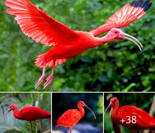 Nature’s Artistry Unveiled: The Captivating Scarlet Ibis in the Wetlands