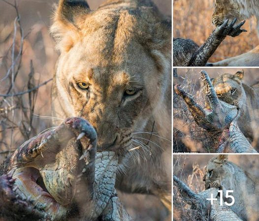 Savage Encounter in the Wild: Lioness Takes Down Crocodile in Spectacular Display of Nature’s Brutality